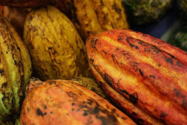 Imagen de los granos de cacao