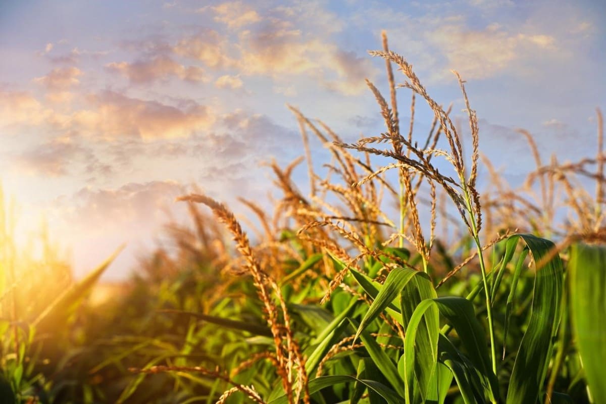 Campo de maíz. Uno de los principales commodities del mercado de materias primas.