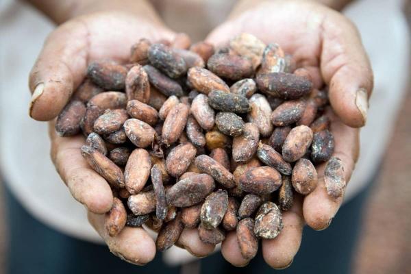 ¿Por qué invertir en cacao en ecuador?