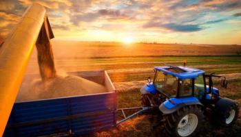 Cultivo de maíz. Esta es una de las principales materias primas del mercado de commodities de América Latina.