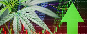 As ações da Aurora estão crescendo, mesmo com as dificuldades enfrentadas pelas empresas no ramo da cannabis